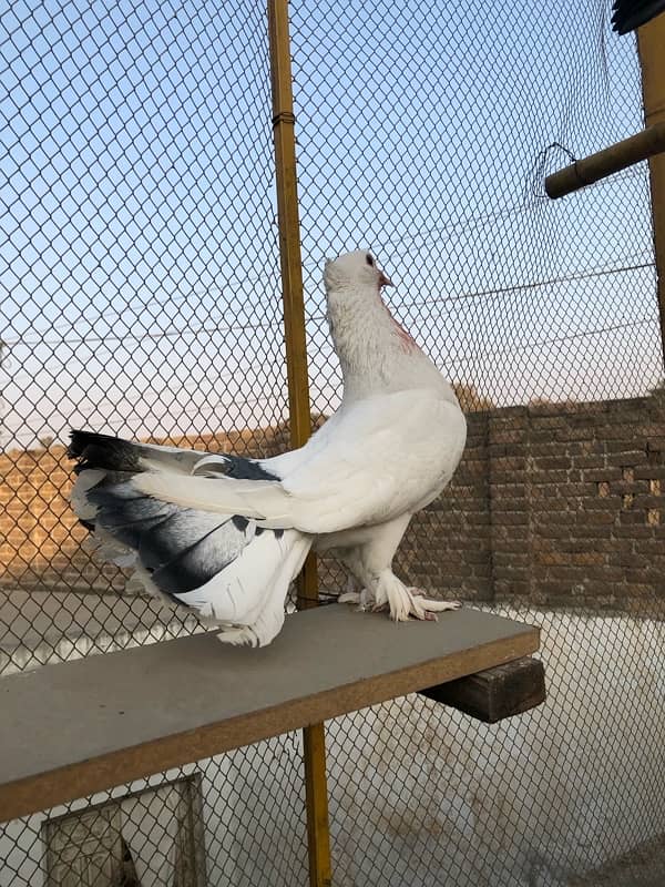 lucky pigeon 2