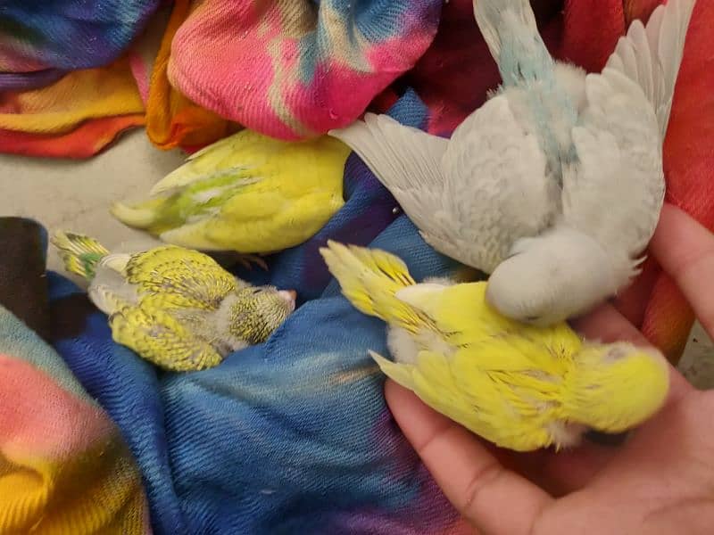 Bugies Chicks For Sale Age Almost One Month 1