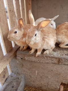 Two Male Rabbit