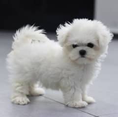 Maltese