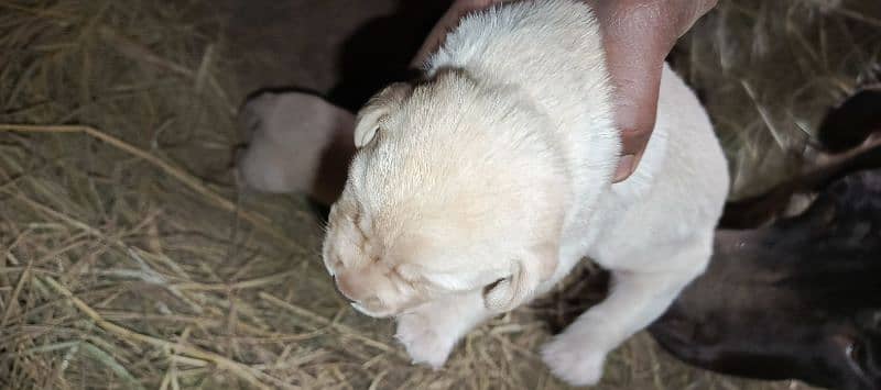 pedigree Labrador puppies 0