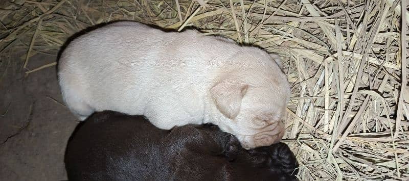 pedigree Labrador puppies 1