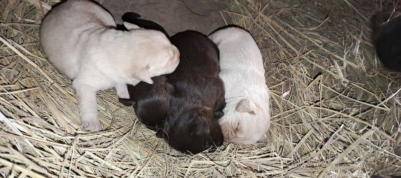 pedigree Labrador puppies 2