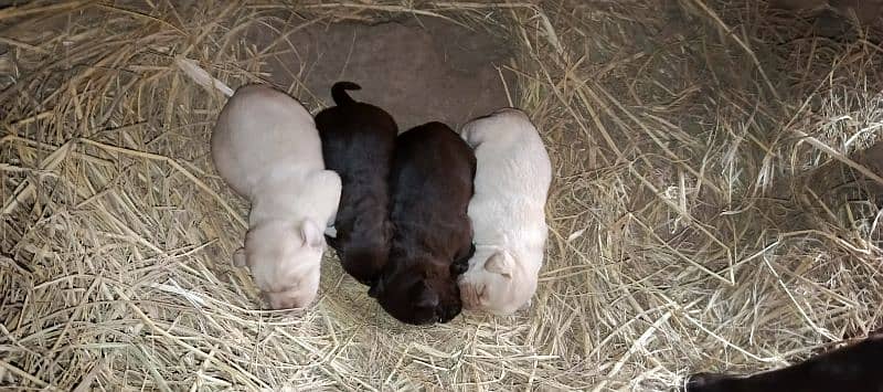 pedigree Labrador puppies 3