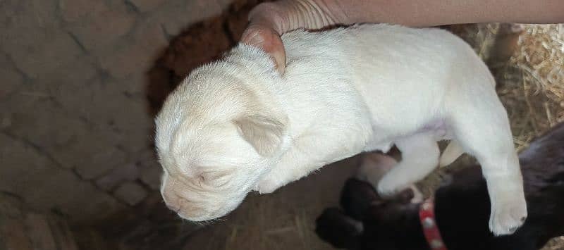 pedigree Labrador puppies 4