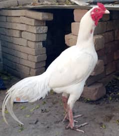 Top-Quality heera Cock for Sale - Breeding/Show Purpose"