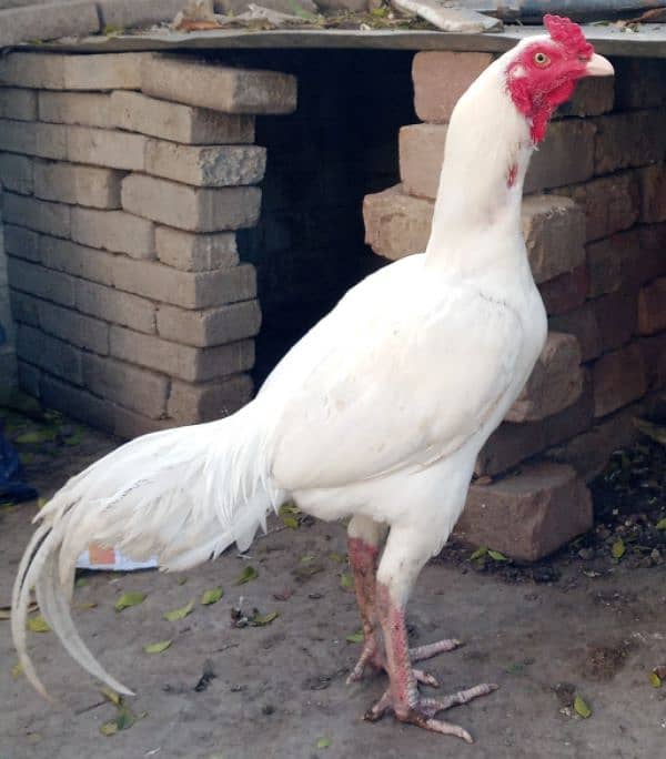 Top-Quality heera Cock for Sale - Breeding/Show Purpose" 0