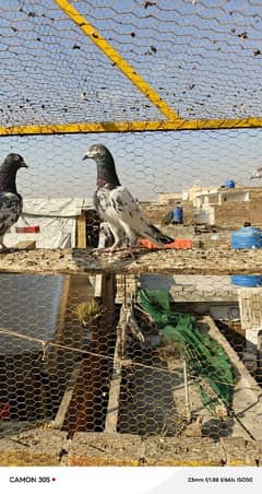 Pigeons for sale joro wale