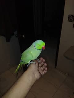 green ringneck parrot for sale