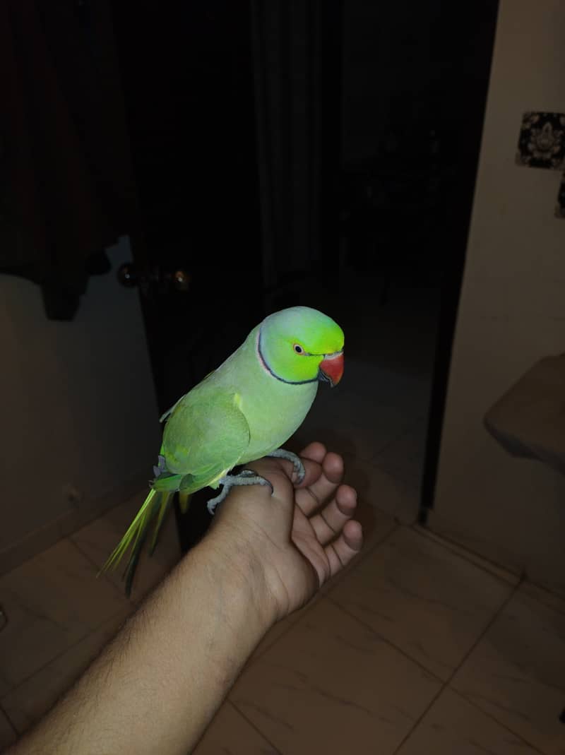 green ringneck parrot for sale 0