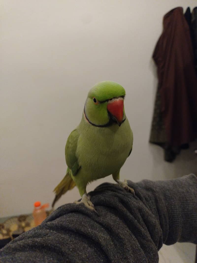 green ringneck parrot for sale 1