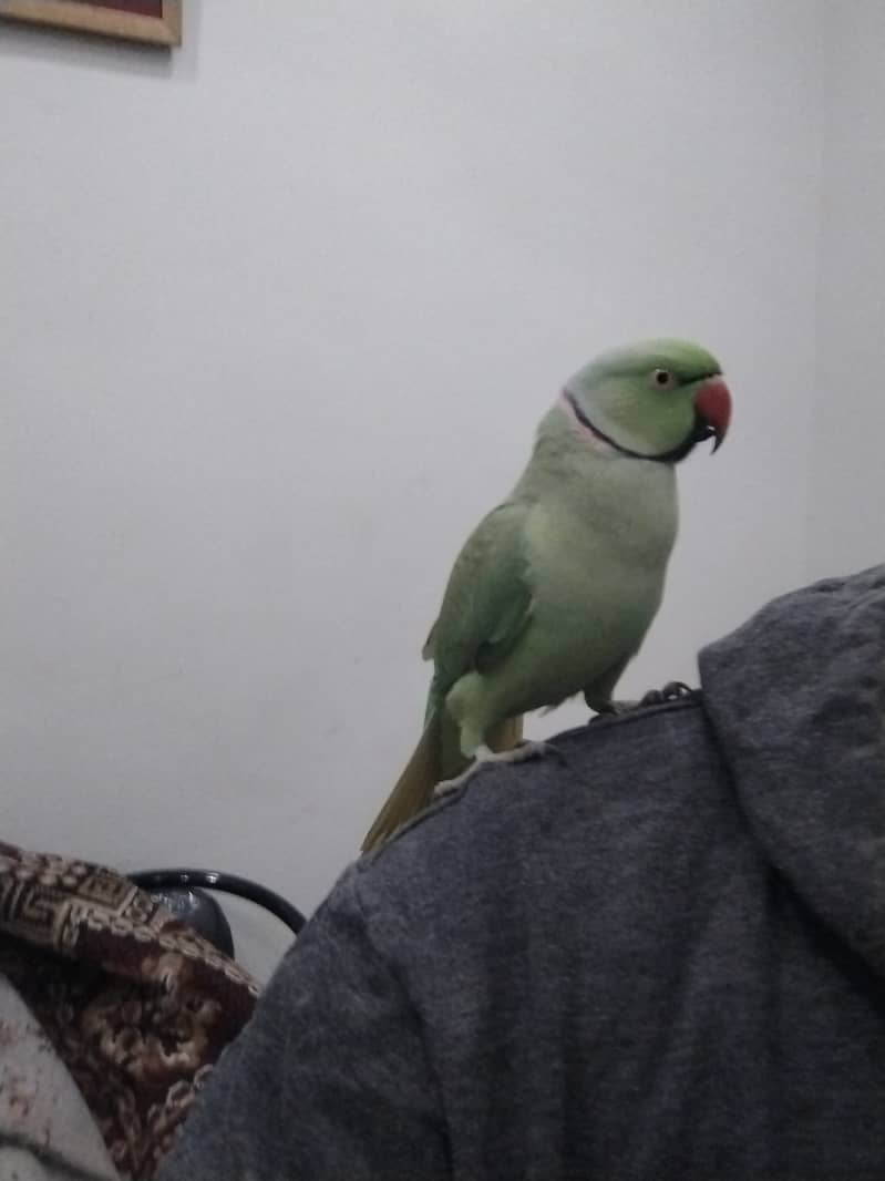 green ringneck parrot for sale 2