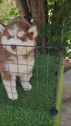 Siberianhusky puppie