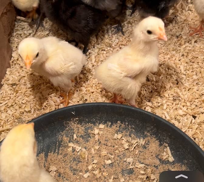 Shamo Chicks | hen | Shamo Black | Hopeland | Aseel | Fancy Birds 4