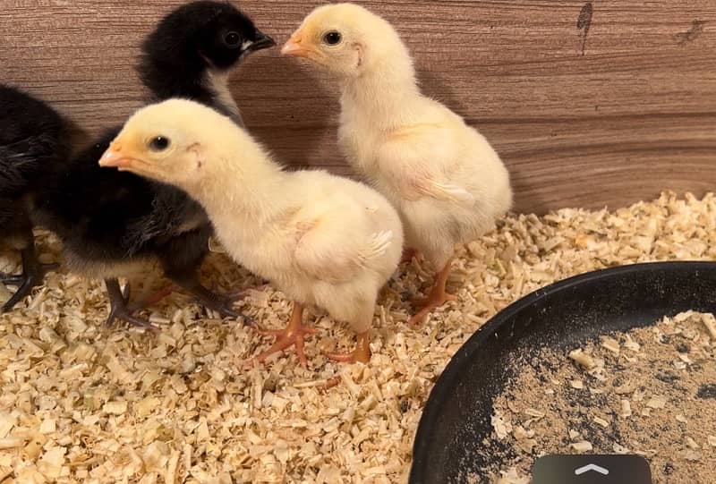 Shamo Chicks | hen | Shamo Black | Hopeland | Aseel | Fancy Birds 5