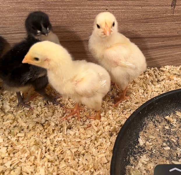 Shamo Chicks | hen | Shamo Black | Hopeland | Aseel | Fancy Birds 7