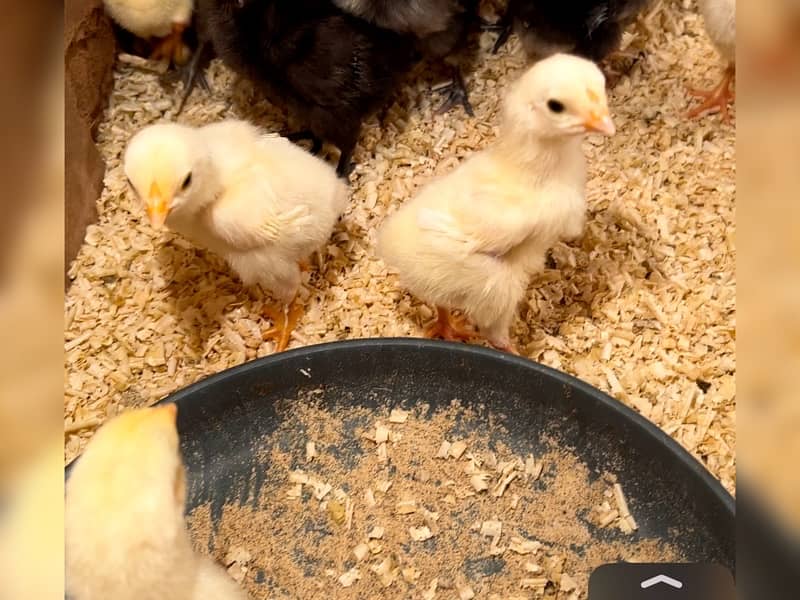 Shamo Chicks | hen | Shamo Black | Hopeland | Aseel | Fancy Birds 3