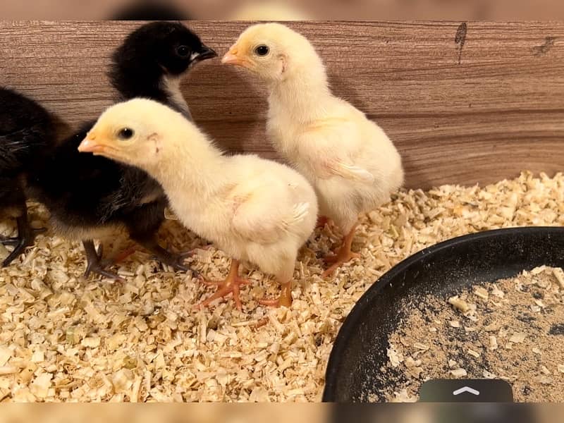 Shamo Chicks | hen | Shamo Black | Hopeland | Aseel | Fancy Birds 13