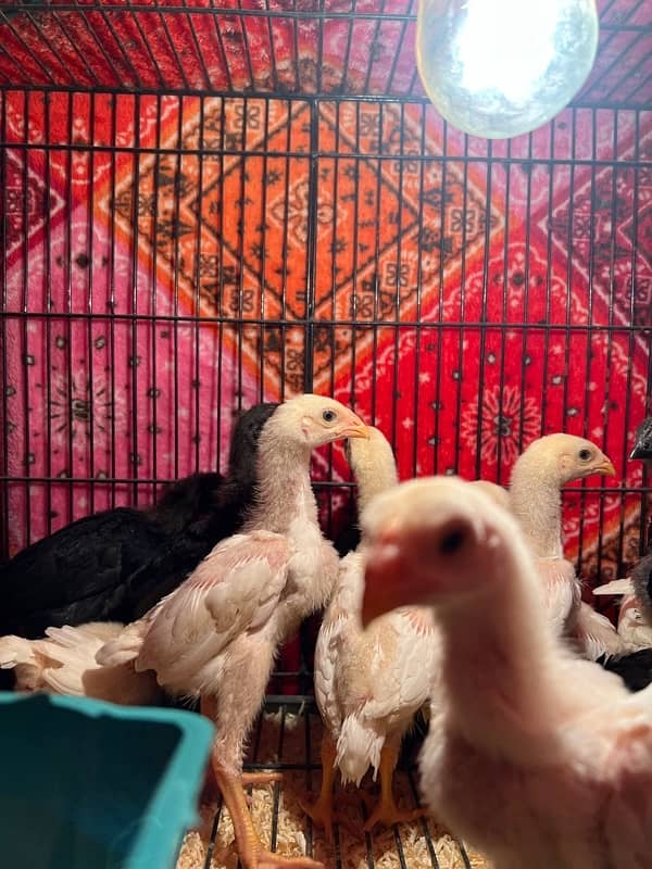 Shamo Chicks | hen | Shamo Black | Hopeland | Aseel | Fancy Birds 16