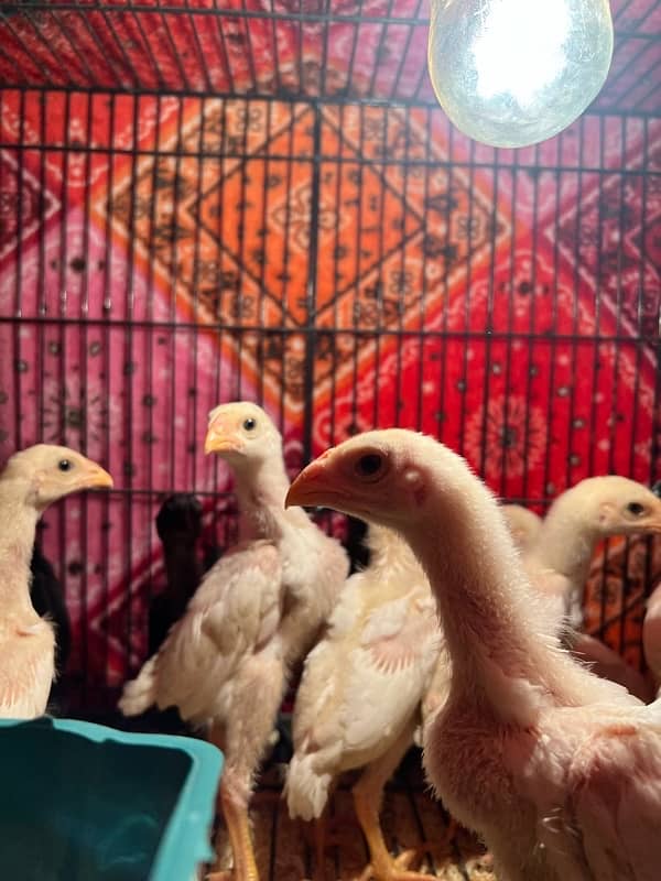 Shamo Chicks | hen | Shamo Black | Hopeland | Aseel | Fancy Birds 18