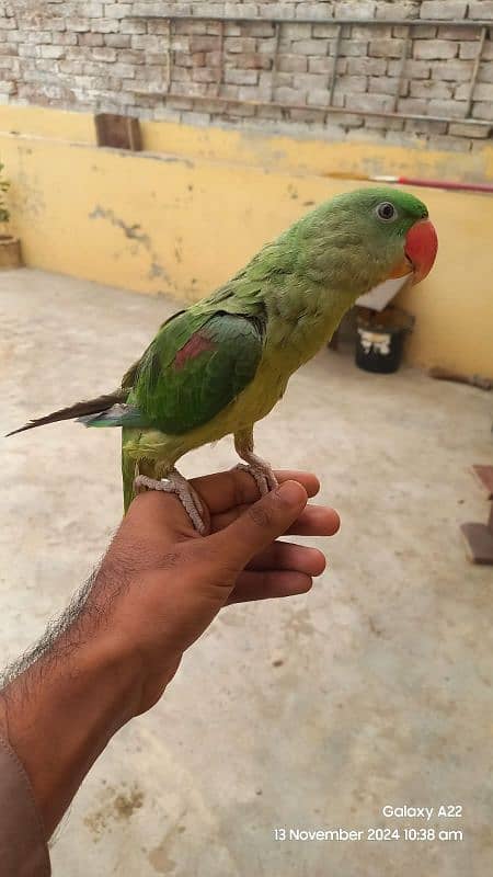 Kashmiri Raw parrot for sale 0