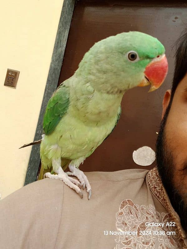 Kashmiri Raw parrot for sale 1