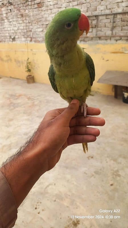 Kashmiri Raw parrot for sale 2