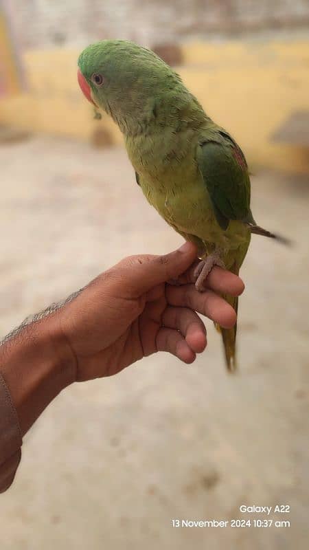 Kashmiri Raw parrot for sale 3