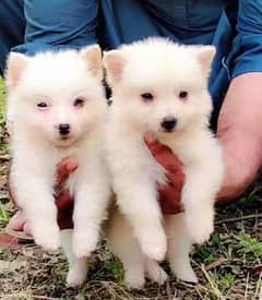 Zero size russion puppy pair family dog for sale