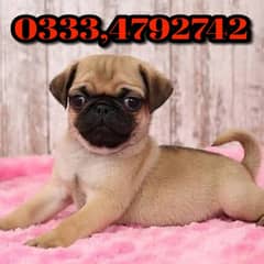 pug puppies for sale