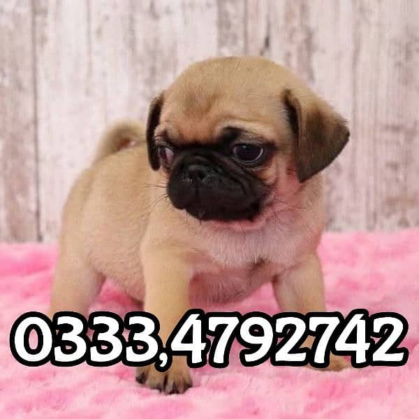 pug puppies for sale 1