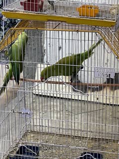 Parrots