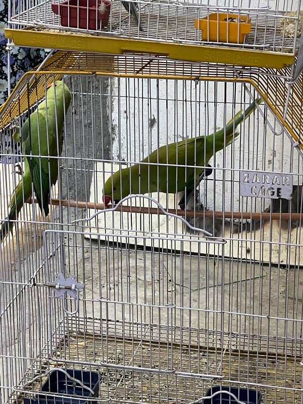 Parrots 0