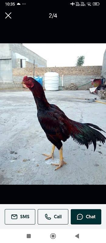 aseel murgi high breed for sale urgant 6