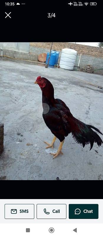 aseel murgi high breed for sale urgant 7