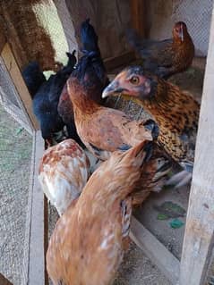 13 hen health and active for sale ready for eeg laying