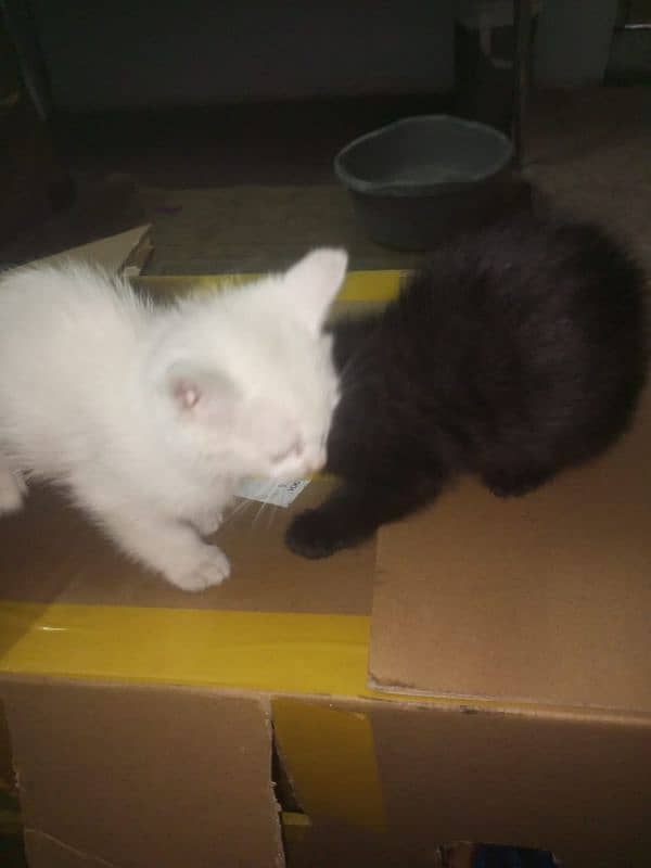 persian kitten / litter trained/double cott 1