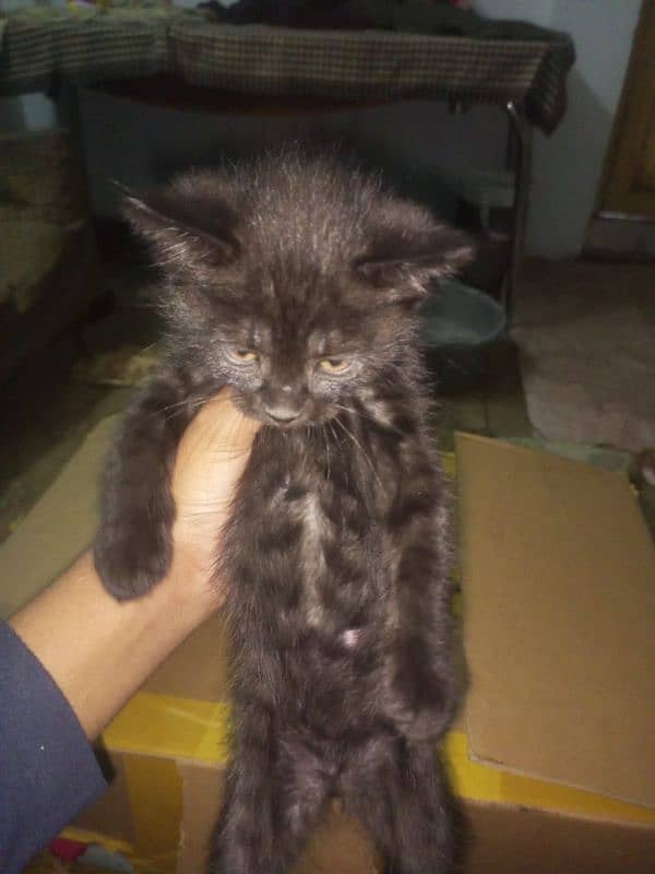 persian kitten / litter trained/double cott 3