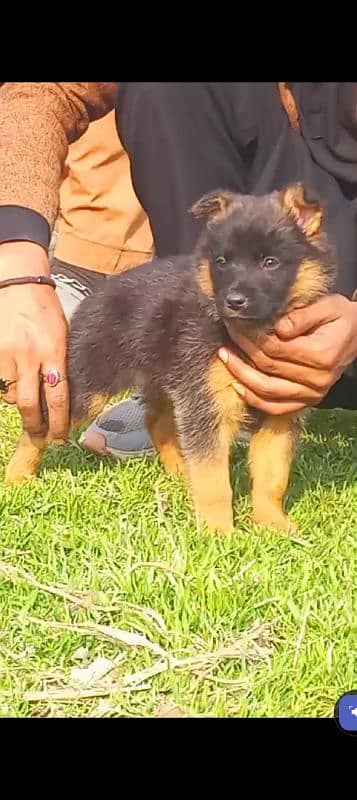 German shepherd double coat female for sale 0