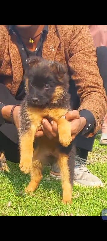 German shepherd double coat female for sale 1