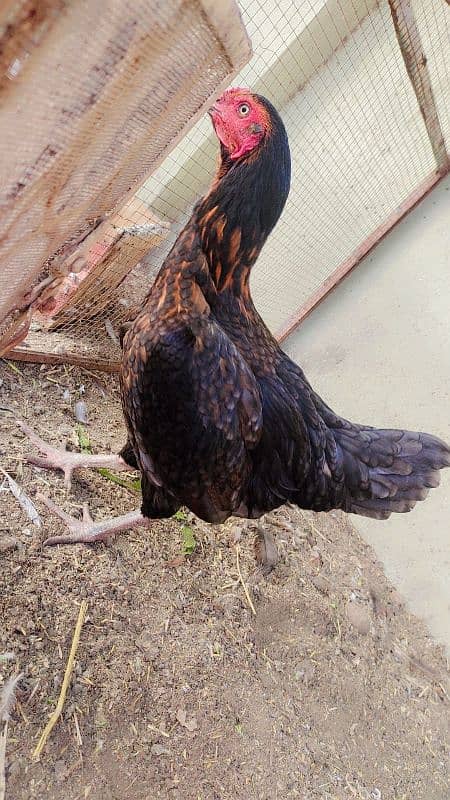 High Quality Active and Healthy Egg Laying Hen 0