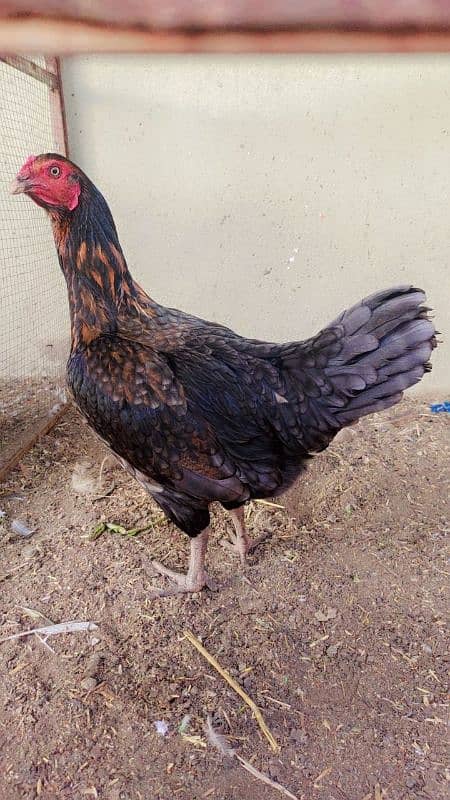 High Quality Active and Healthy Egg Laying Hen 2