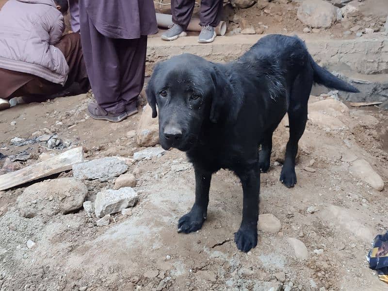 Black Labrador 0