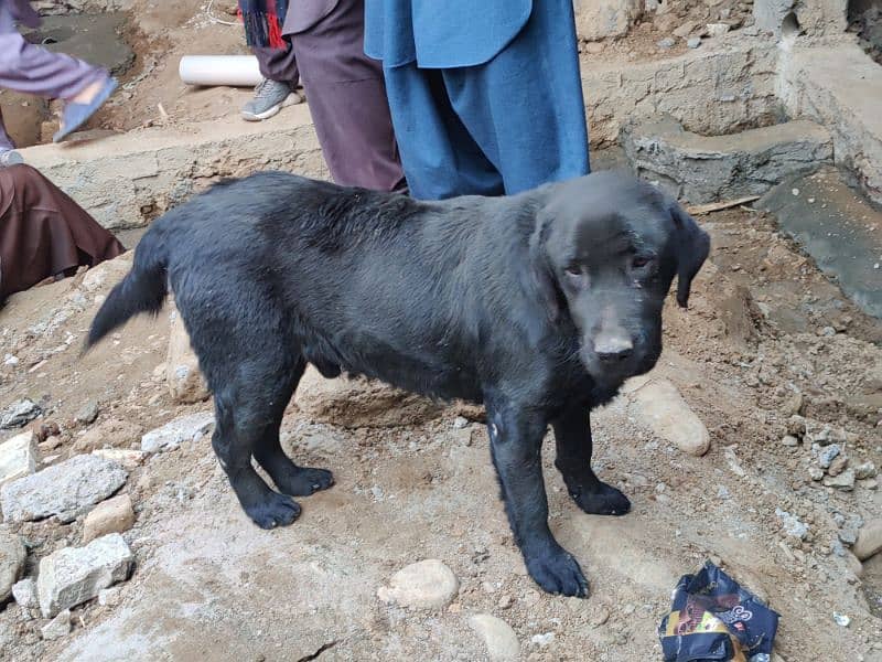 Black Labrador 1