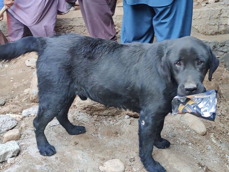 Black Labrador 2