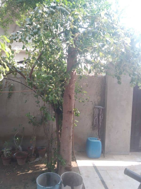 Property Available In makli 6