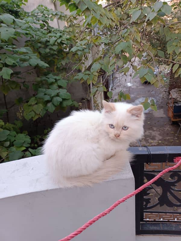 Persian male kitten 1