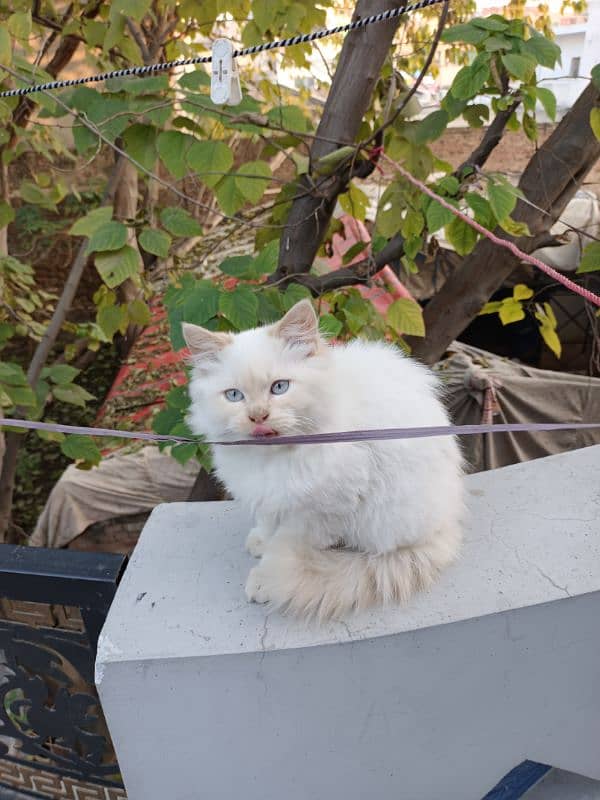 Persian male kitten 2