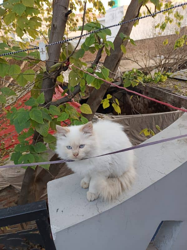 Persian male kitten 3