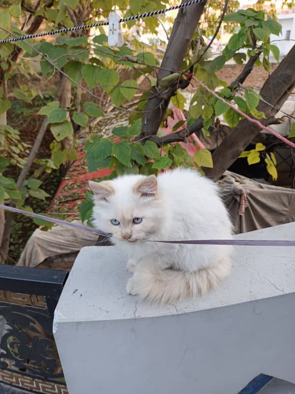 Persian male kitten 4